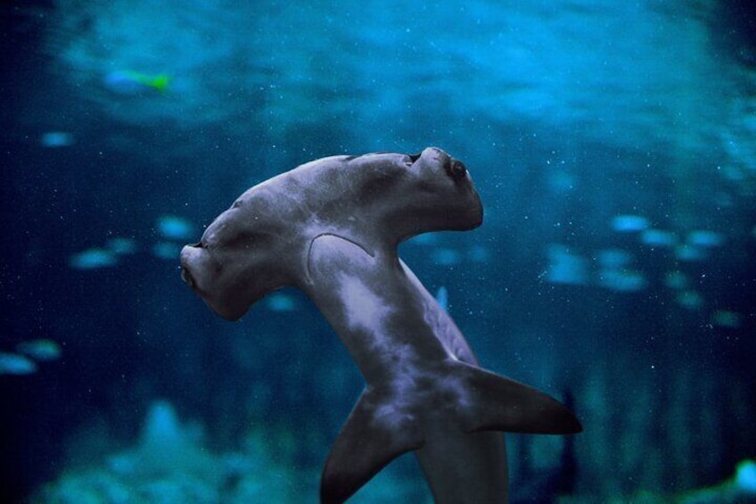The National Aquarium Abu Dhabi Ticket