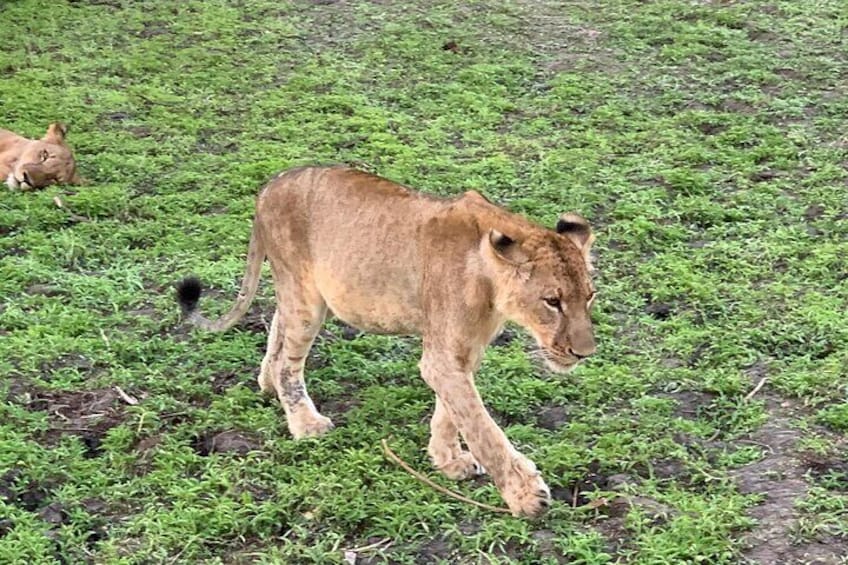 Flight Package Zanzibar to Nyerere National Park (Selous GR) 3 Days 2 Nights