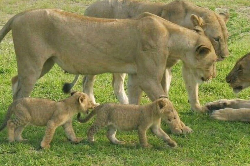 Flight Package Zanzibar to Nyerere National Park (Selous GR) 3 Days 2 Nights