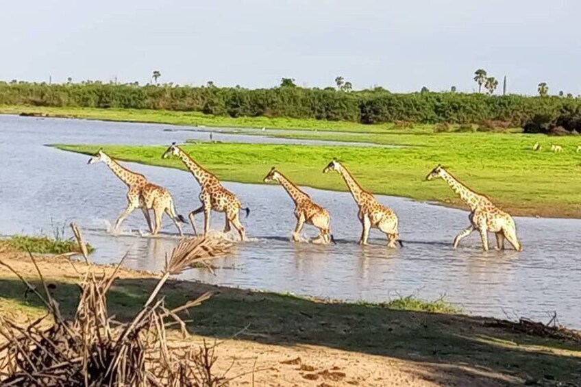 Flight Package Zanzibar to Nyerere National Park (Selous GR) 3 Days 2 Nights