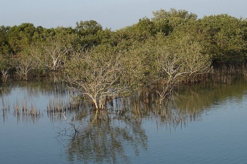 Mangroves 