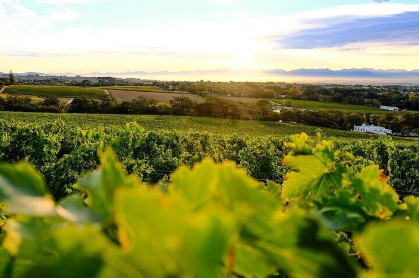  Robben Island ,Kirstenbosch Gardens and Groot Constantia.