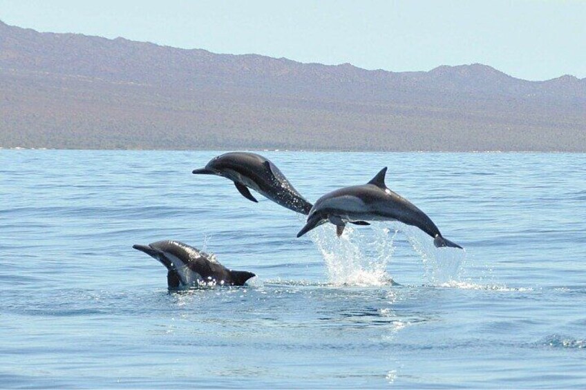 Playing alongside the boat.