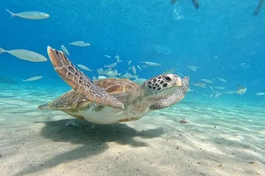 Curacao Sea Turtle Swim and West Side Natural Highlights