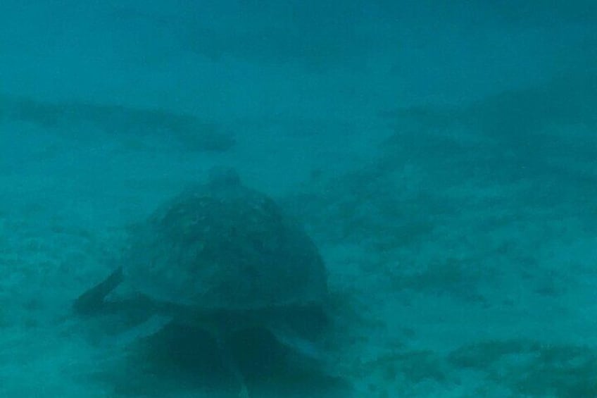 Indulge in Red Sea scuba diving with lunch on the Nefertari boat