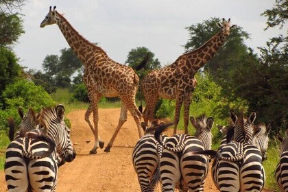 3-Day at Dar es Salaam To Selous GR (Nyerere NP) Game, Boat & Walking Safar...