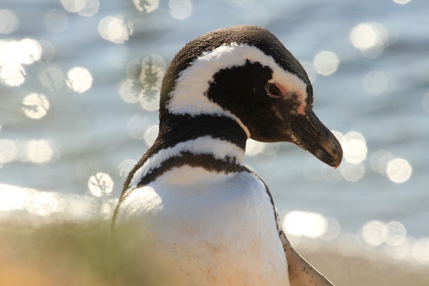 Penguins and Dolphins Watching at Punta Tombo Tour