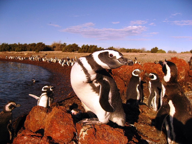 Close-up of a penguin colony in South America