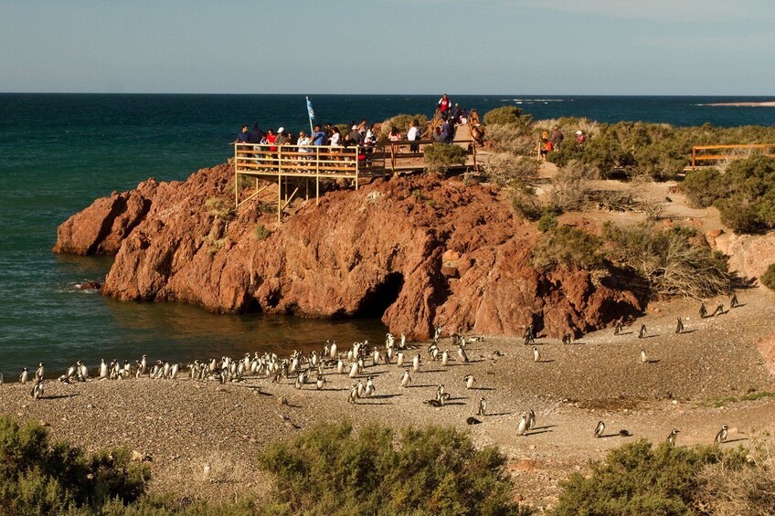 Penguins and Dolphins Watching at Punta Tombo Tour