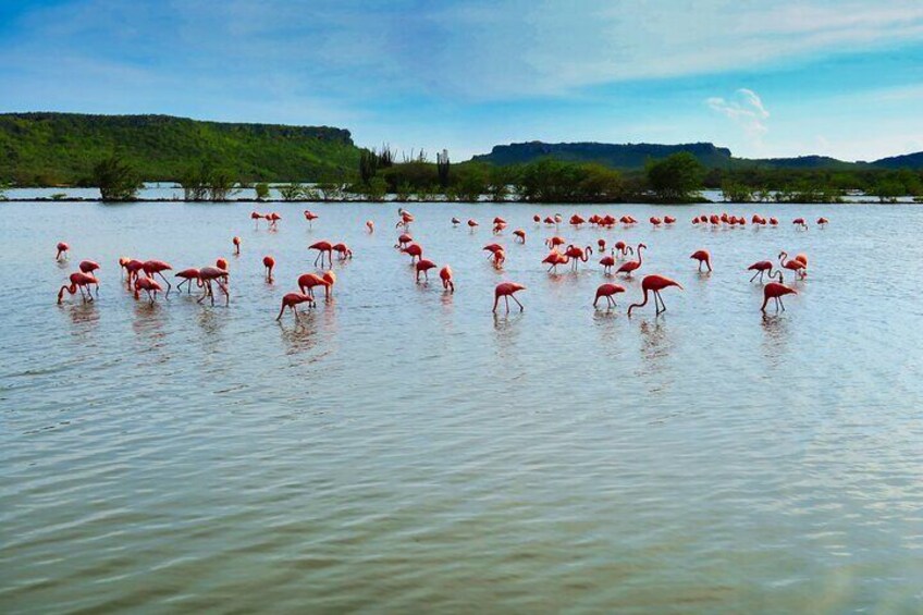 They are deep pink/red/orange in colour and they have the brightest plumage of all flamingo species.