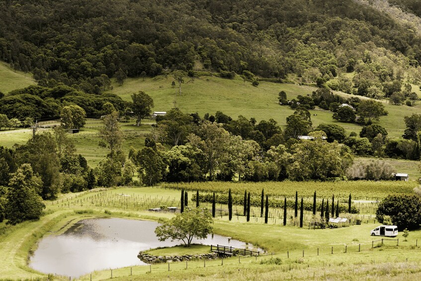 Picture 9 for Activity Gold Coast: Private Winery Tour in a New Luxury Vehicle