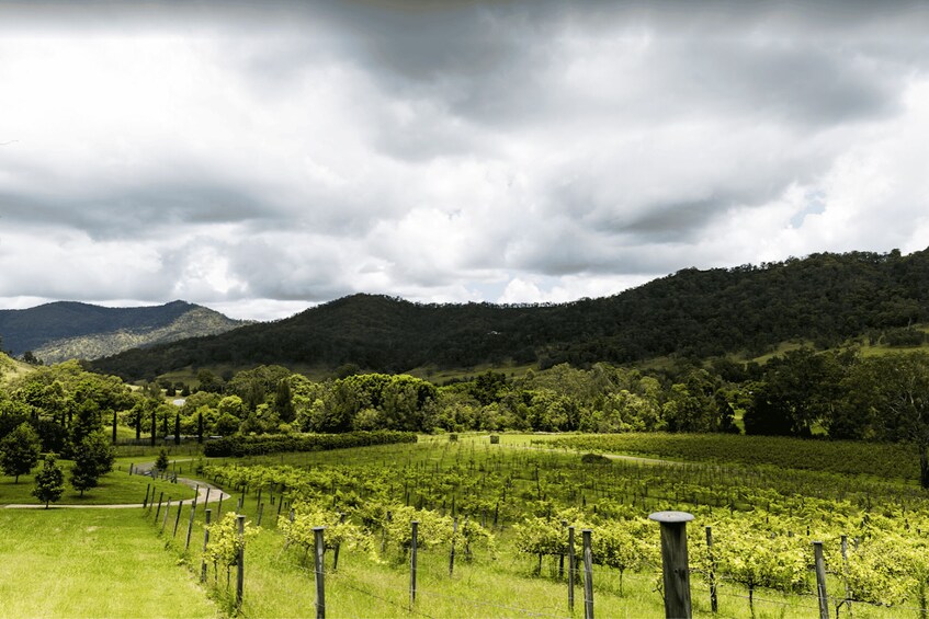 Picture 5 for Activity Gold Coast: Private Winery Tour in a New Luxury Vehicle