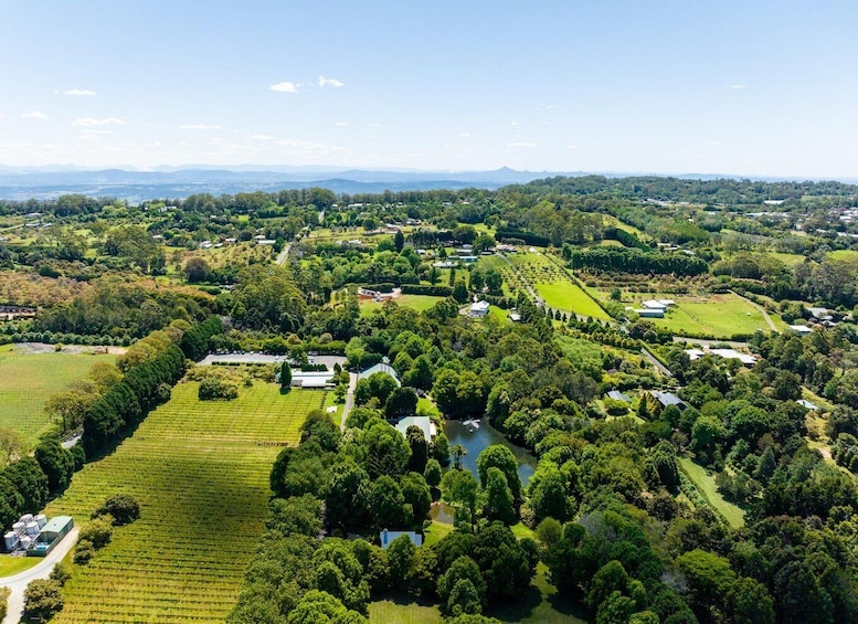 Picture 19 for Activity Brisbane: Tamborine Mountain Local Winery Tour with Lunch