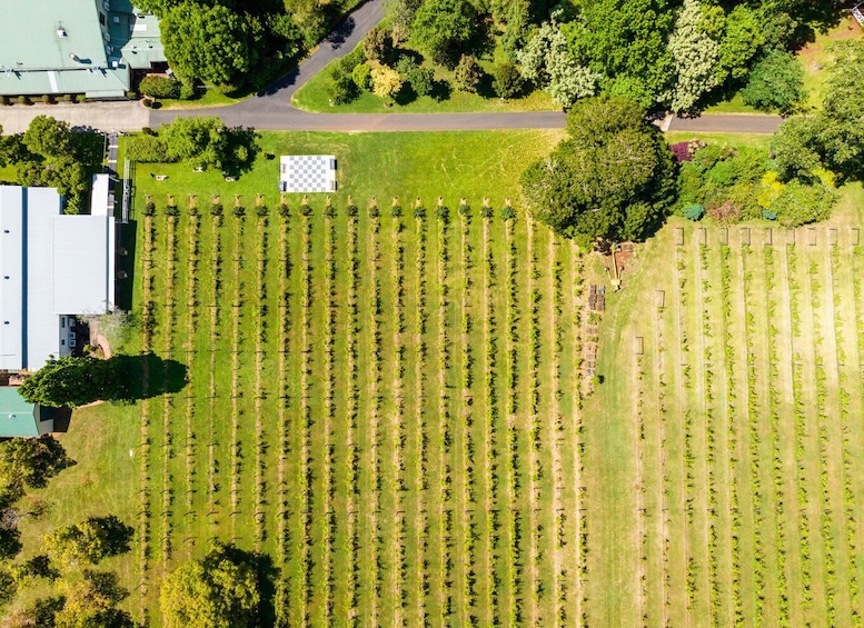 Picture 5 for Activity Brisbane: Tamborine Mountain Local Winery Tour with Lunch