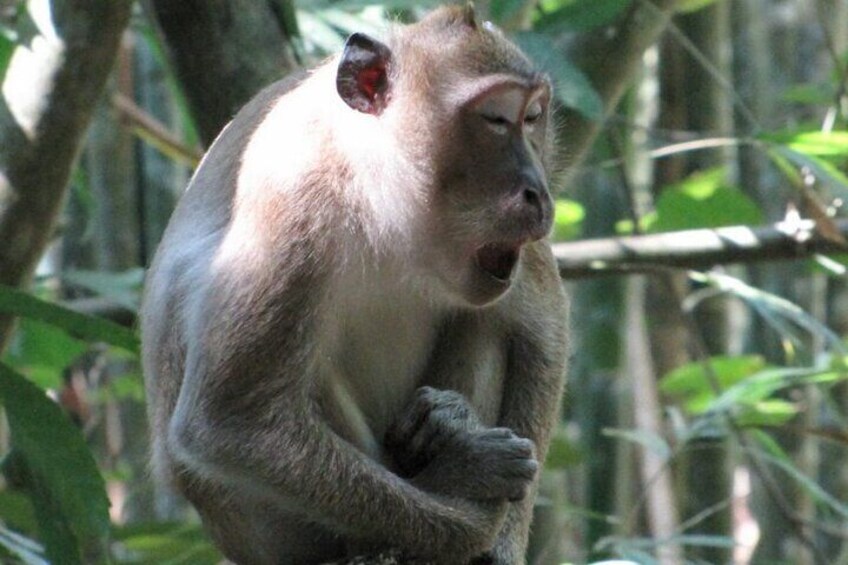 Half Day Khao Sok River Tour By Canoe From Khao Lak