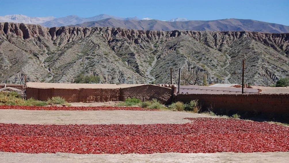 Full-Day Cachi Sightseeing Tour in Salta