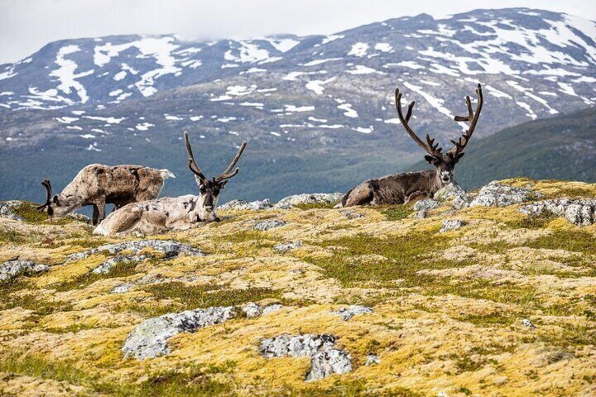 Discovery tour of the island of Senja and Kvaløya from Tromsø