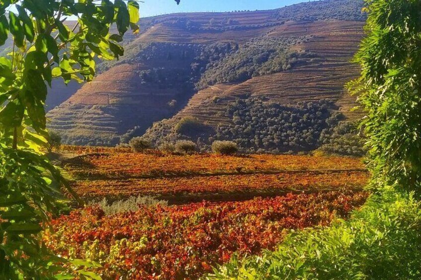 Full-Day Guided Wine Tasting with Lunch Tour in Douro from Porto