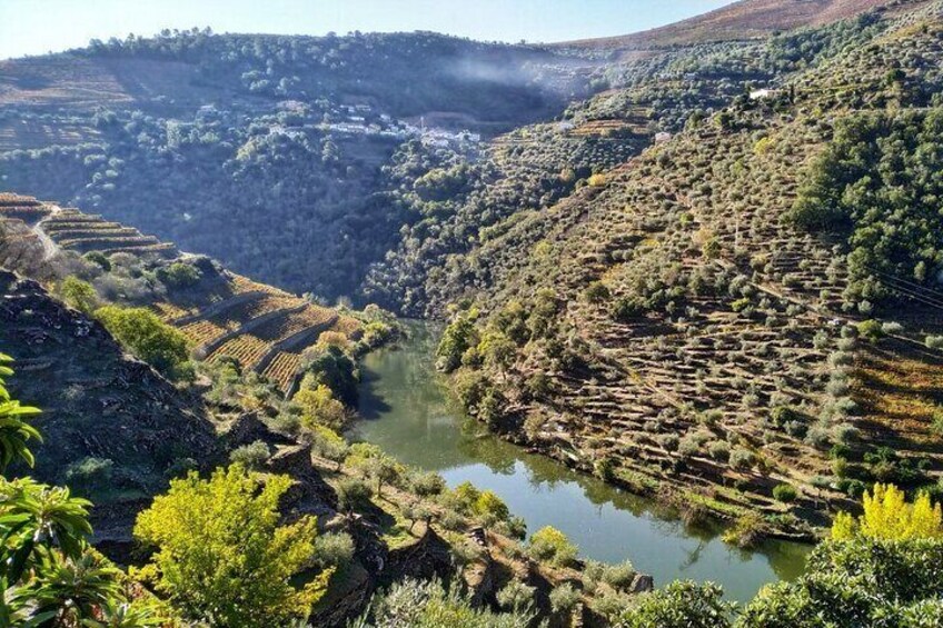 Full-Day Guided Wine Tasting with Lunch Tour in Douro from Porto