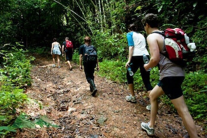 Khao Sok National Park Hiking and Canoeing Day Tour From Khao Lak