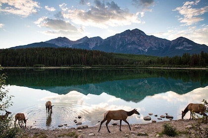 Canmore: Best of Banff National Park - Private Tour - 4hrs