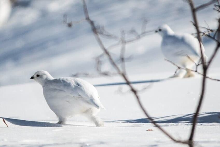 Banff Wildlife Safari Tour and Nature Walk - 4 Hours