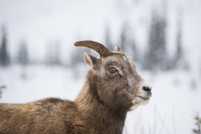 Banff Wildlife Safari Tour and Nature Walk - 4 Hours