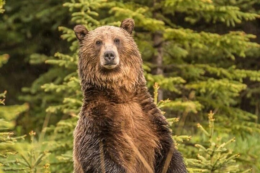 Banff Wildlife Safari Tour and Nature Walk - 4 Hours