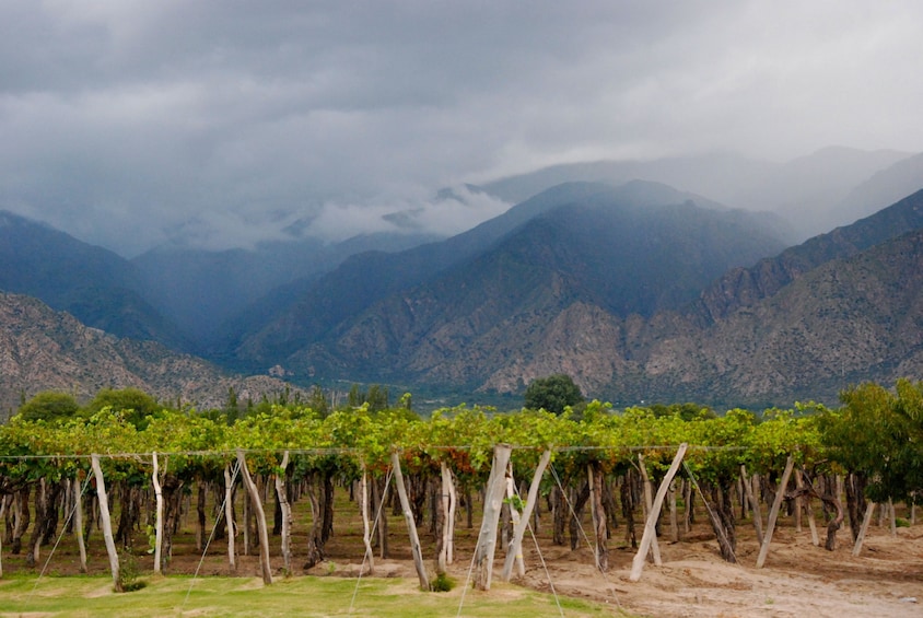 Vineyard in Argentina