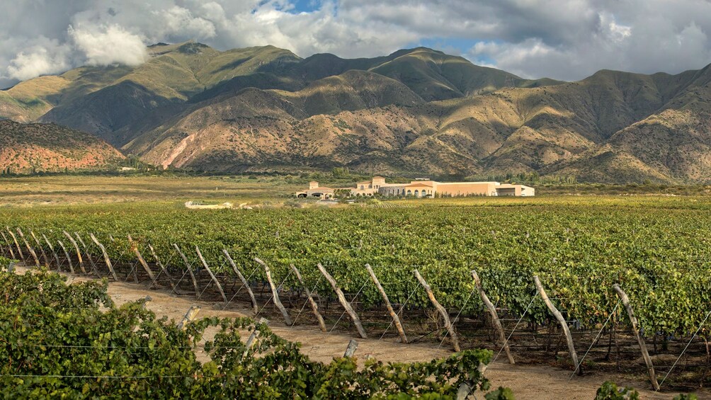 Full-Day Cafayate Sightseeing & Wine Tour