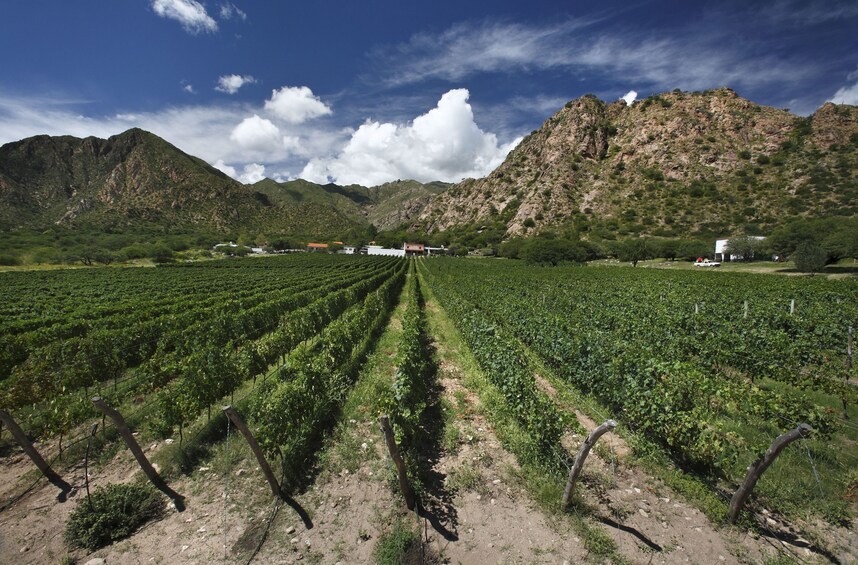 Vineyard in Argentina