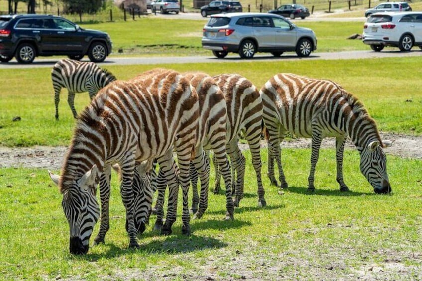 Six Flags Wild Safari Drive-Thru Adventure