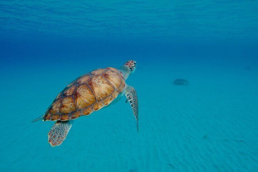 Turtle Spotting with DLN Excursions