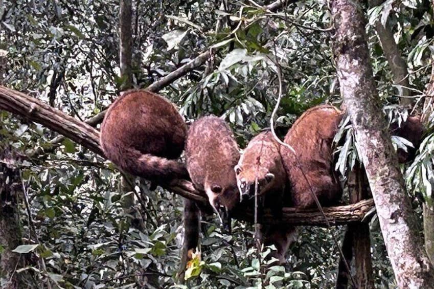 Coatis hanging over the vine 