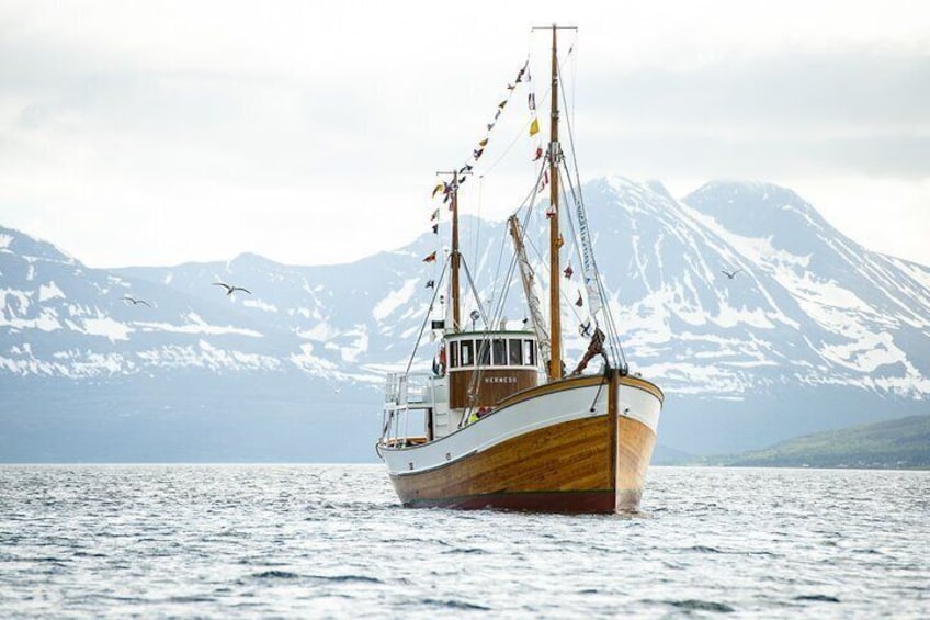 Half-Day Fishing & Fjord Cruise Adventure from Tromsø in Norway