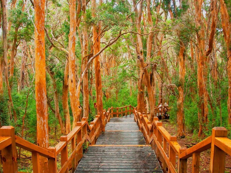 Victoria Island & Myrtle Forest Boat Tour