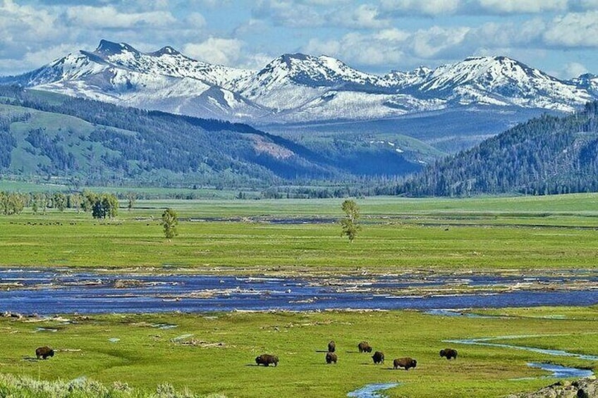 Yellowstone Lower Loop Geothermal Full-Day Private Guided Tour