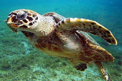 Marsa Mubarak Snorkelling Sea Trip With Transfer and Lunch – Marsa Alam