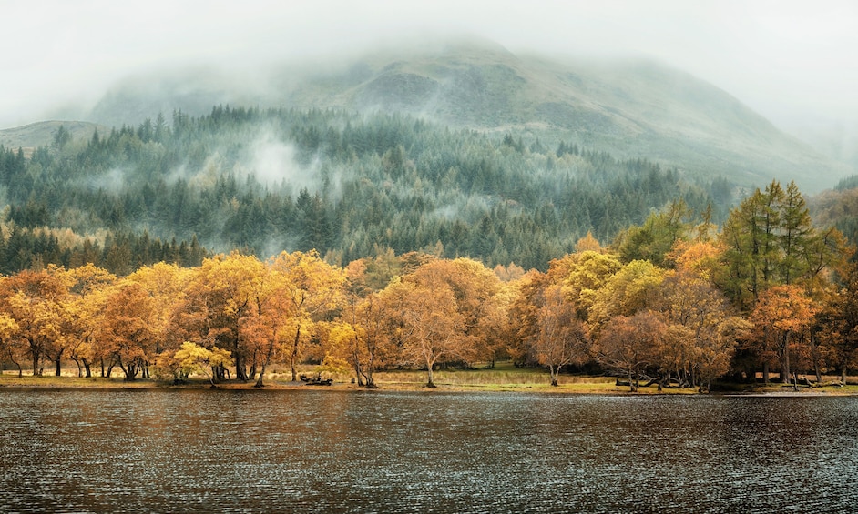 Lake and forest in Ireland