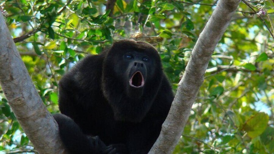 Private Tour from Guayaquil to Churute Ecological Reserve