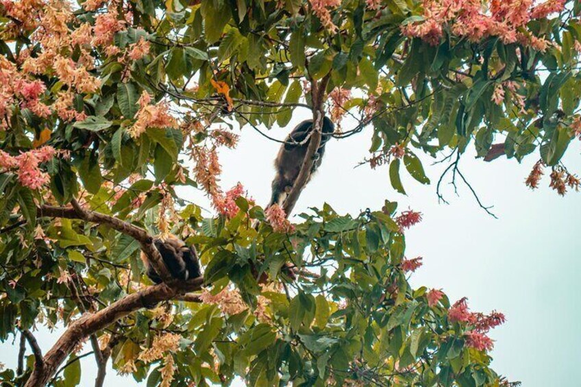 Private Tour from Guayaquil to Churute Ecological Reserve 