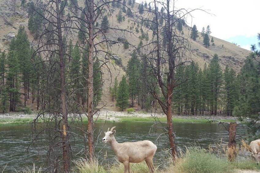 Guided Scenic Float Day Trip on the Salmon River