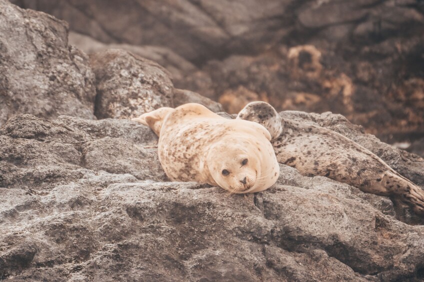 Sea Vancouver Waterfront Sightseeing [City and Wildlife]