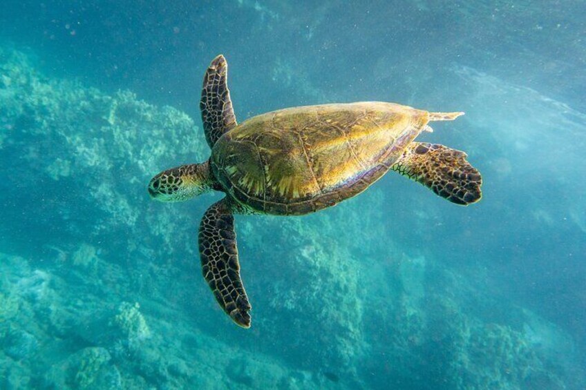 Snorkel at Turtle Cleaning Station with Photo and Video