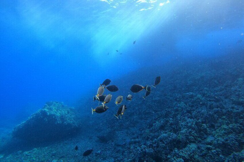 Snorkel at Turtle Cleaning Station with Photo and Video