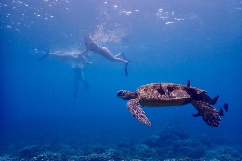 Snorkel at Turtle Cleaning Station with Photo and Video