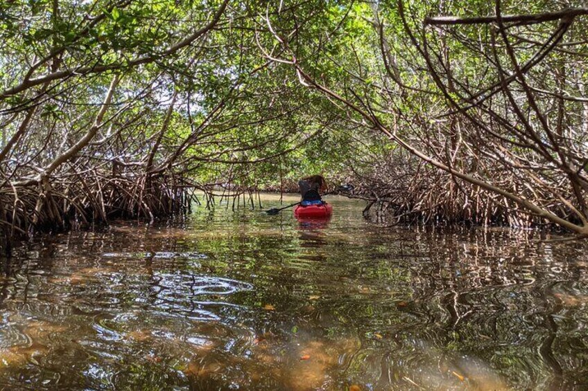 2 Hour Tandem Kayak Tour (Price for 2 People)