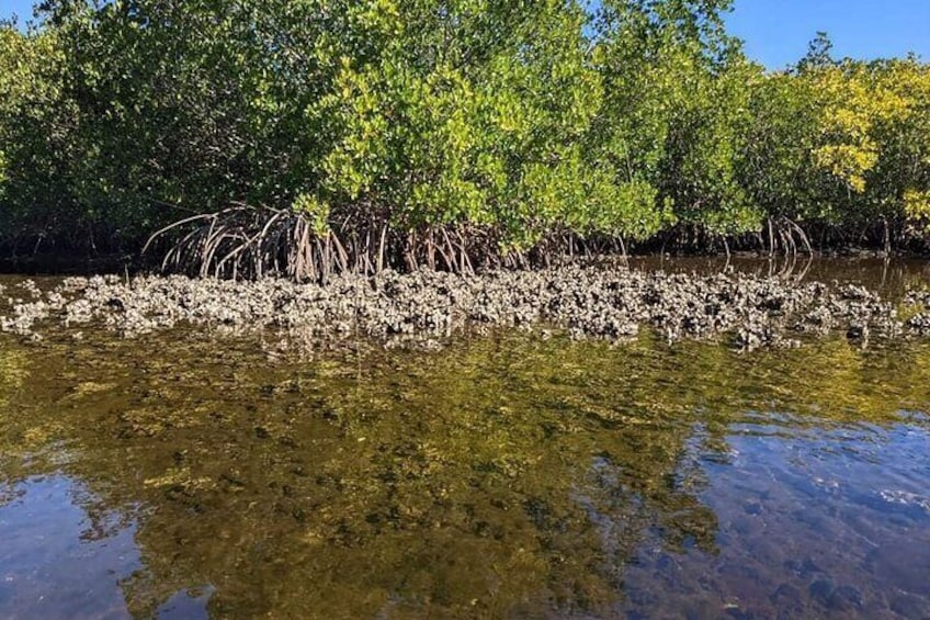 2-Hour Tandem Kayak Tour in Anclote River