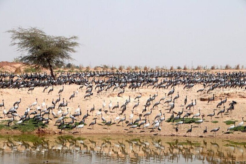 Khichan Bird Sanctuary.