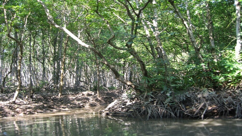 C?n Gi? Mangrove Forest in Vietnam